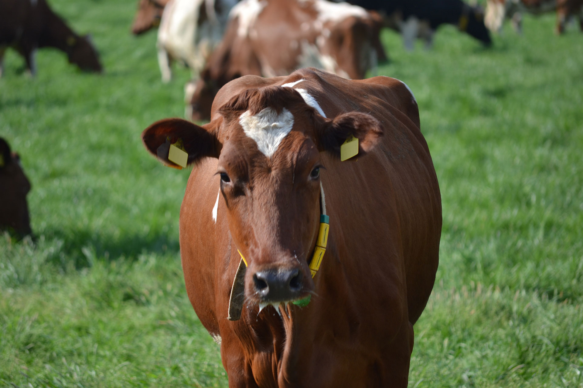 Landwirtschaft weiterdenken - BJÖRN THÜMLER